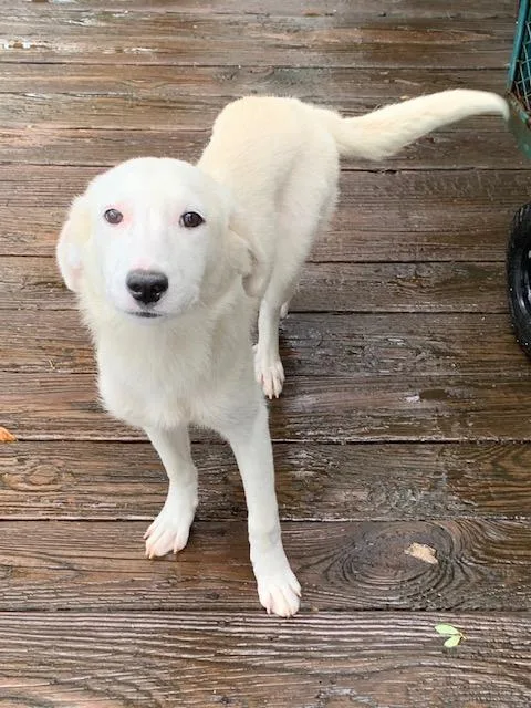 A baby medium-sized female White / Cream Great Pyrenees dog named Eclair for adoption in Fair Oaks Ranch, TX