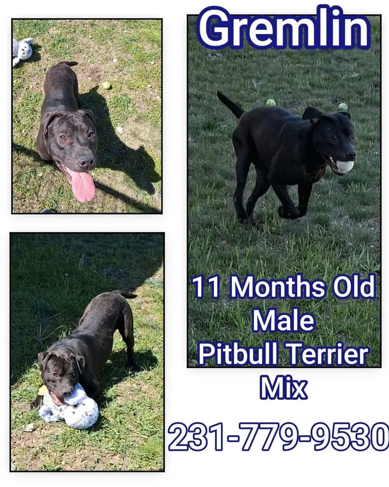 A baby medium-sized male Pit Bull Terrier dog named Gremlin for adoption in Cadillac, MI