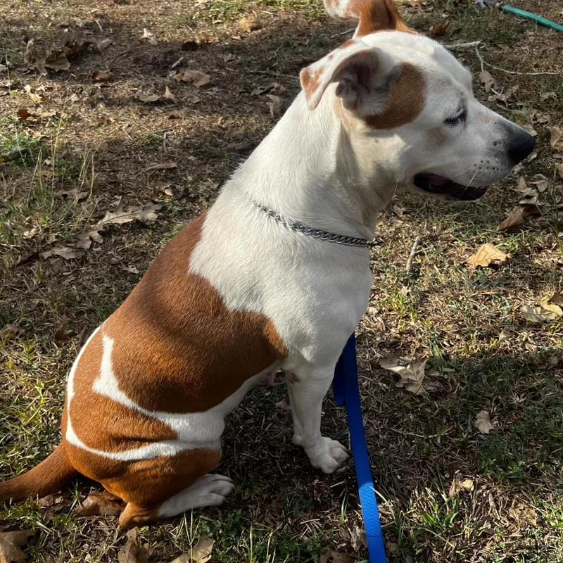 An adult large-sized female Pit Bull Terrier dog named Lady Sadie PC for adoption in Goliad, TX