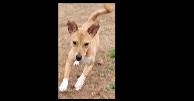 An adult medium-sized female Mixed Breed dog named Luz for adoption in Dallas, TX