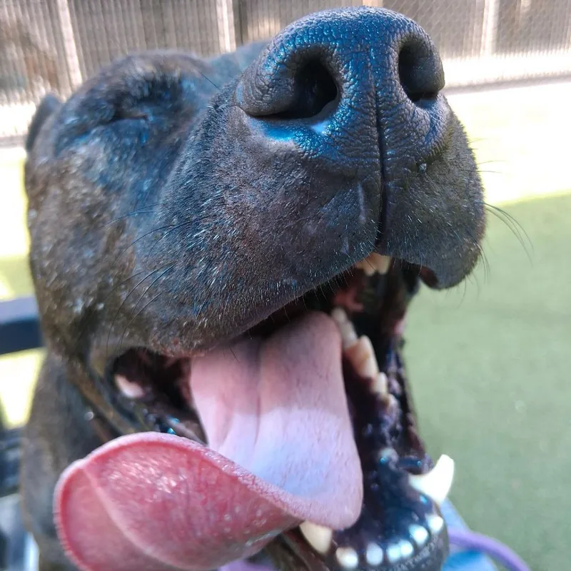 An adult medium-sized male Brindle Pit Bull Terrier dog named Slim Jim for adoption in Greensboro, NC