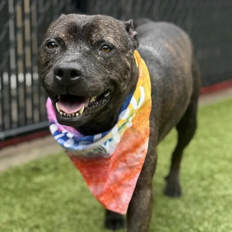 Slim Jim thumbnail 2