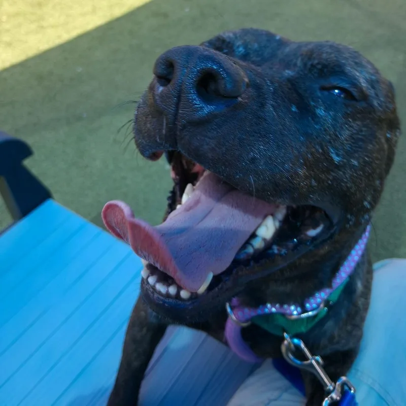 Slim Jim thumbnail 5