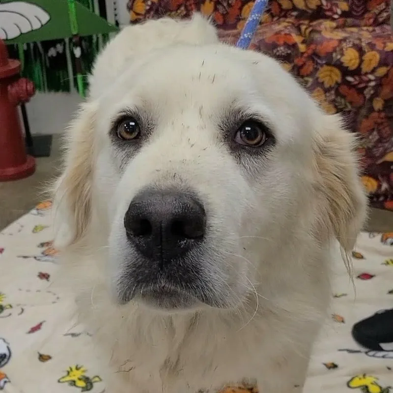 A young large-sized female White / Cream Great Pyrenees dog named Wildflower for adoption in Woolwich, ME
