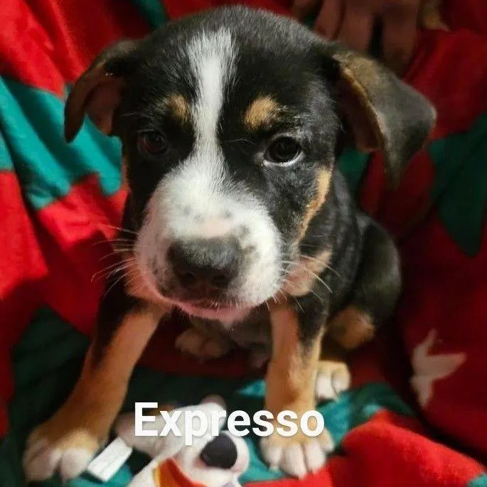Expresso thumbnail 2
