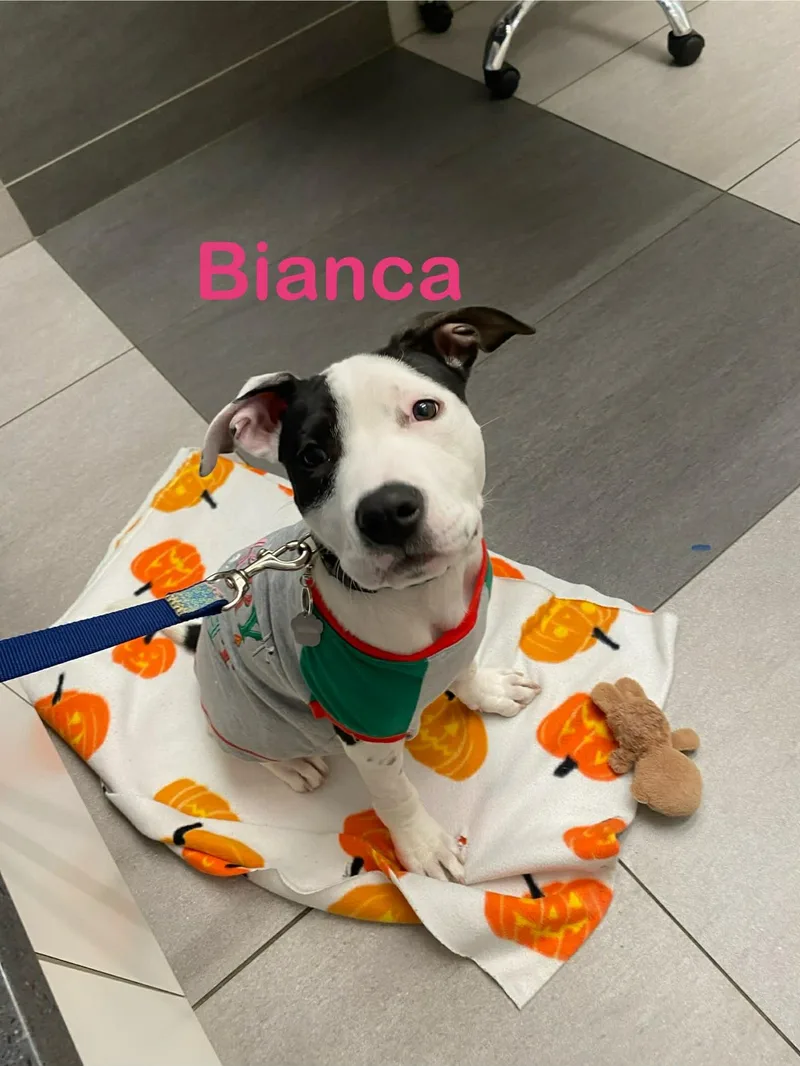 Bianca thumbnail 4