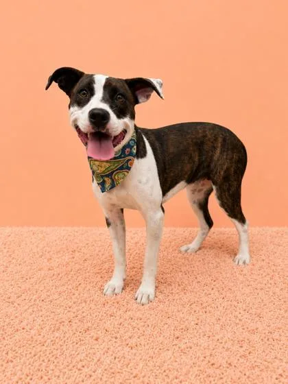 A young small-sized female Pit Bull Terrier dog named Talia for adoption in Seagoville, TX