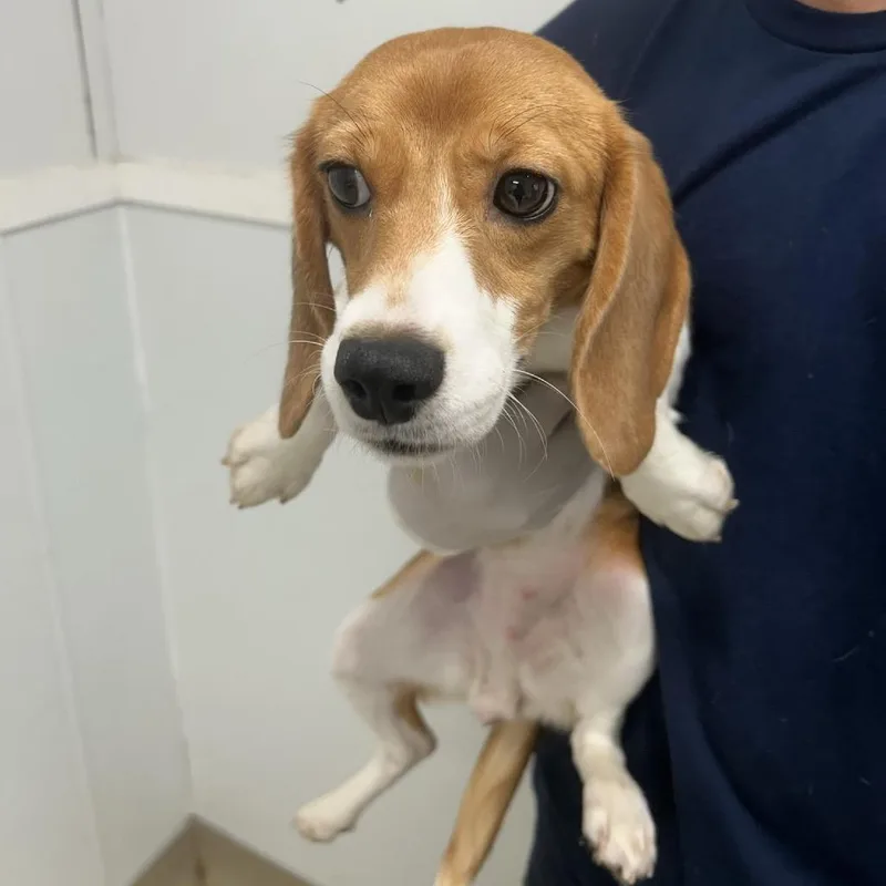 A young small-sized female Brown / Chocolate Beagle dog named Serena for adoption in LOXAHATCHEE, FL