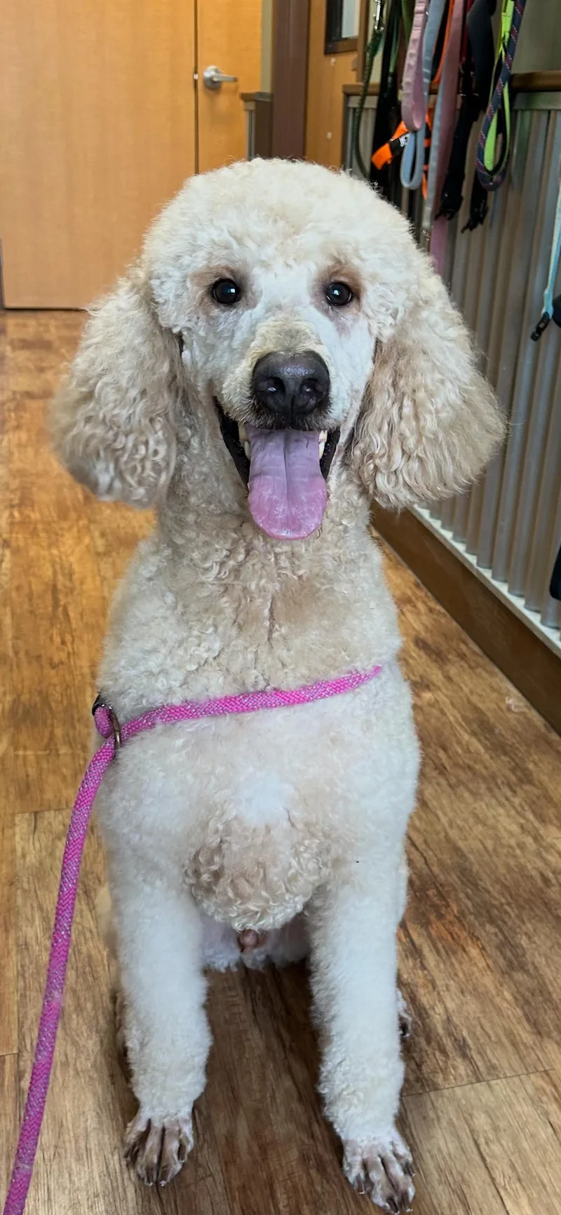 An adult medium-sized female Goldendoodle dog named Sicilian spaghetti for adoption in Armada, MI