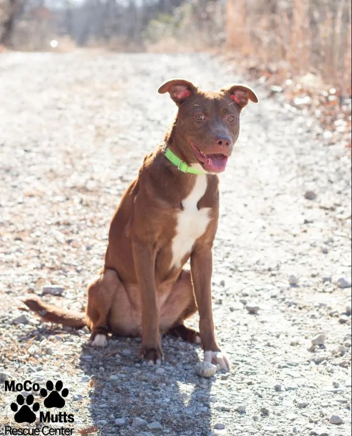 Cinnamon thumbnail 2