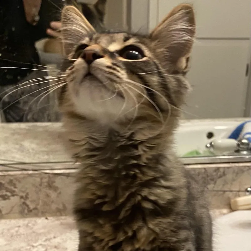 Waffles thumbnail 6