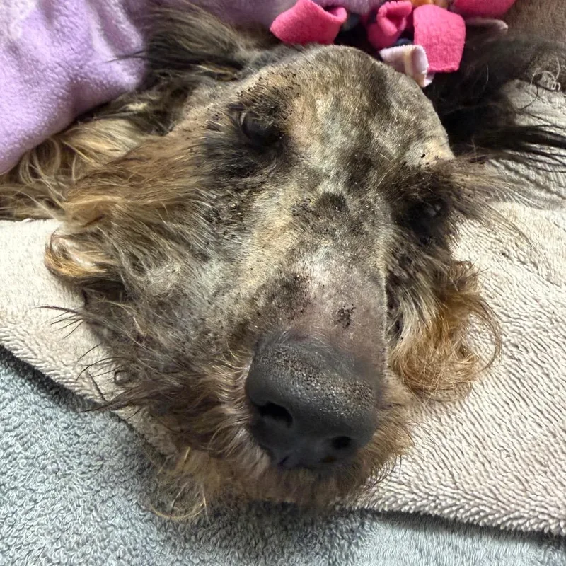An adult medium-sized male Black Mixed Breed dog named Shagg for adoption in Red House, WV