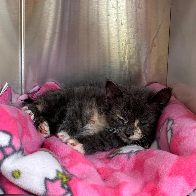 A baby small-sized female Gray / Blue / Silver Domestic Short Hair cat named Cortana for adoption in Newark, NJ