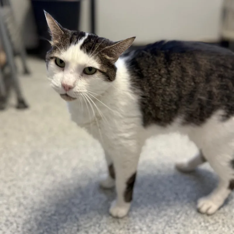 An adult large-sized male Gray & White Domestic Short Hair cat named Tutu for adoption in Monticello, IA