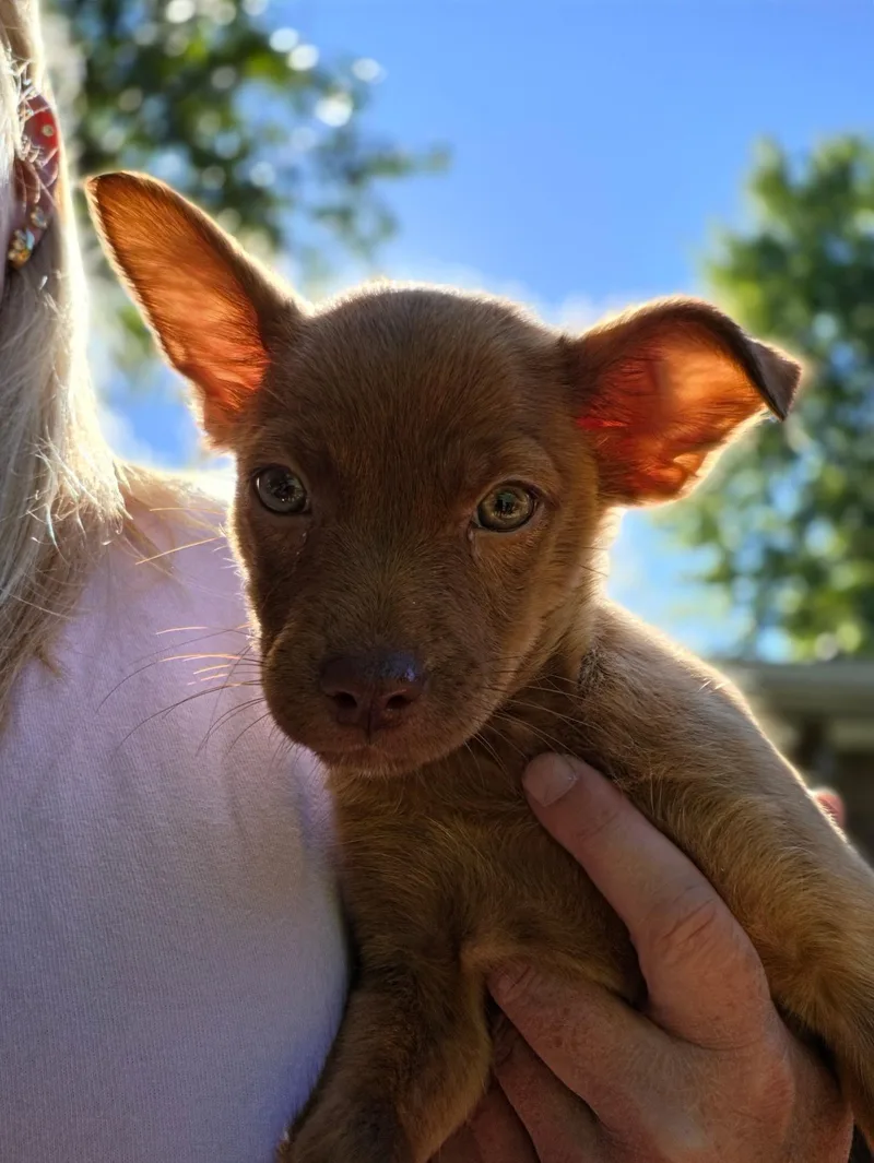 A baby small-sized female Chihuahua dog named Brownie for adoption in Winder, GA