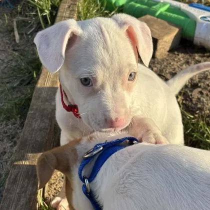 Switty Moo thumbnail 2