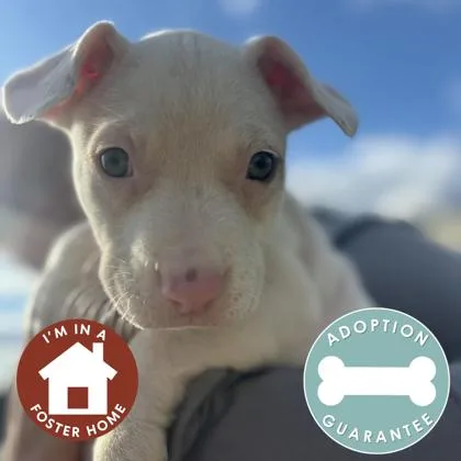 Switty Moo thumbnail 3