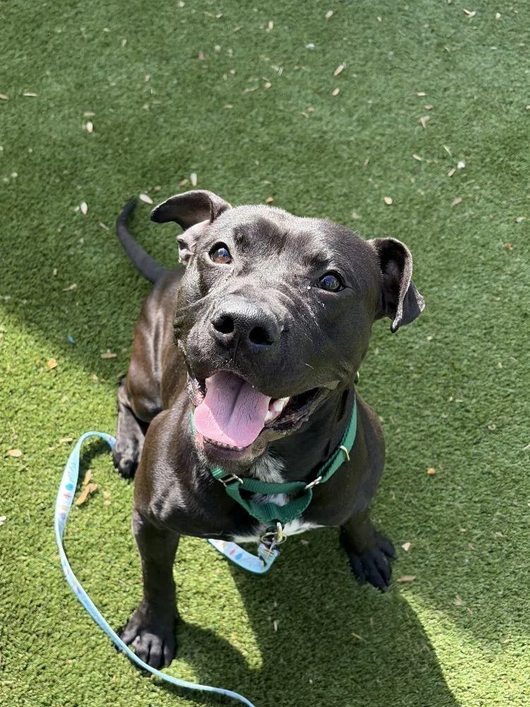 A young large-sized male Black Mixed Breed dog named Harlem for adoption in Alexandria, VA