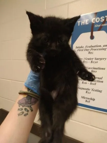 A baby small-sized female Domestic Short Hair cat named Primrose for adoption in Palm Coast, FL