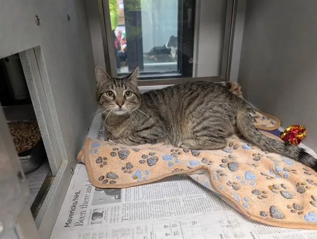 A young small-sized male Domestic Short Hair cat named Petey for adoption in Garland, TX