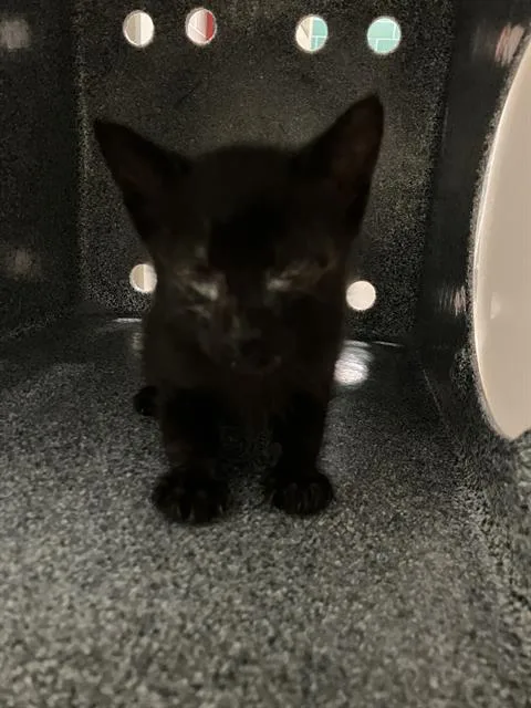 A baby medium-sized female Domestic Short Hair cat named Cowboy for adoption in Dallas, TX