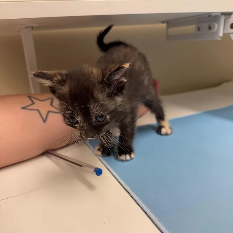 A baby small-sized female Tortoiseshell Domestic Short Hair cat named Summer for adoption in Lake Panasoffkee, FL