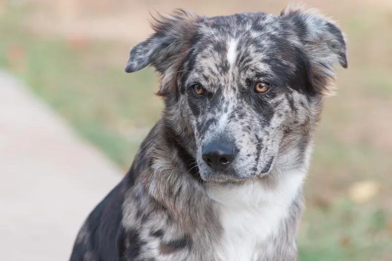 An adult medium-sized female Merle (Blue) Australian Shepherd dog named Beasley for adoption in Richmond, TX