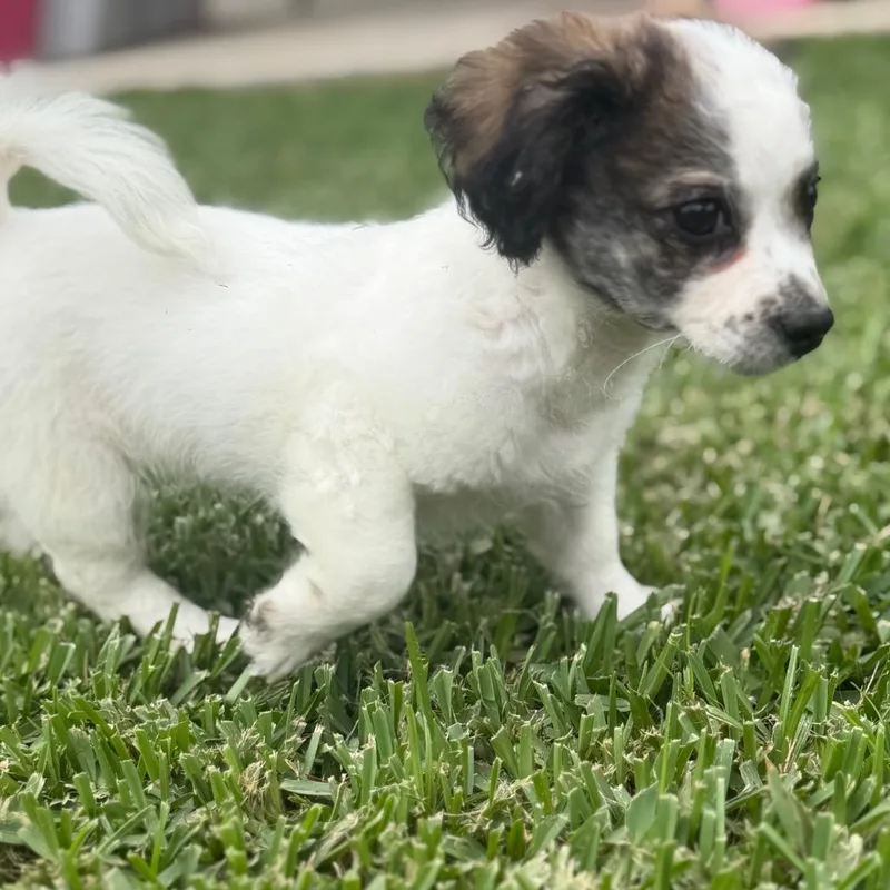 A baby small-sized male White / Cream Schnauzer dog named Ty for adoption in Baton Rouge, LA