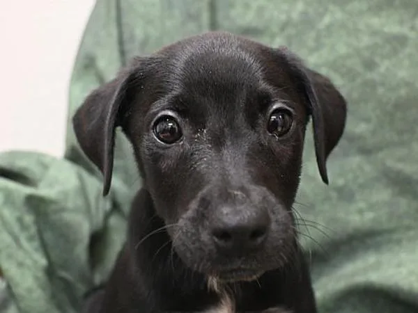 A baby small-sized male American Staffordshire Terrier dog named Pancho for adoption in Portland, OR