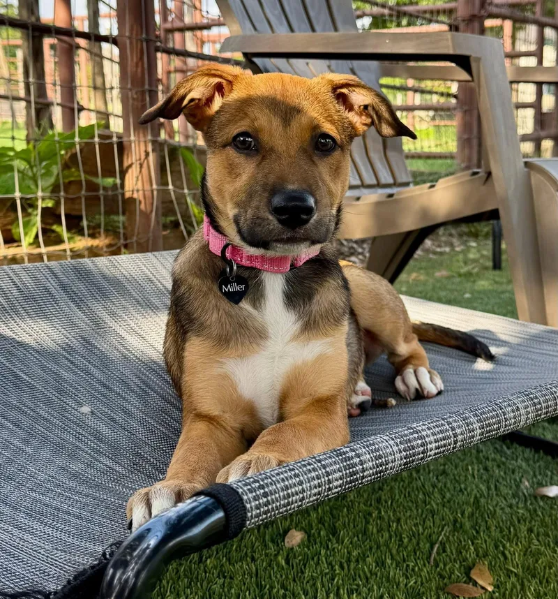 A baby medium-sized female Hound dog named Hazel for adoption in Keller, TX