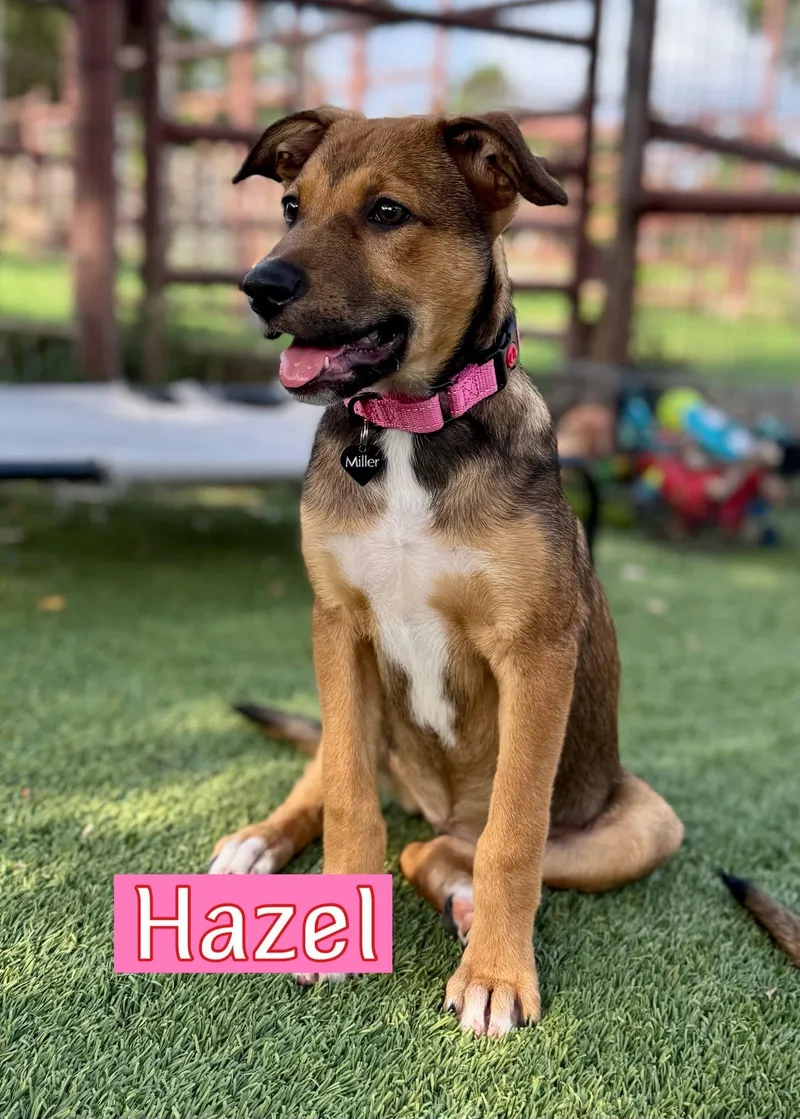 Hazel thumbnail 2