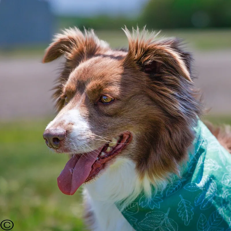 A young medium-sized female Golden Australian Shepherd dog named Dolly for adoption in Clarinda, IA