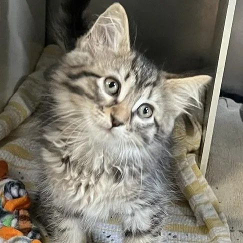 A baby small-sized female Brown / Chocolate Domestic Medium Hair cat named Atalanta for adoption in Baltimore, MD