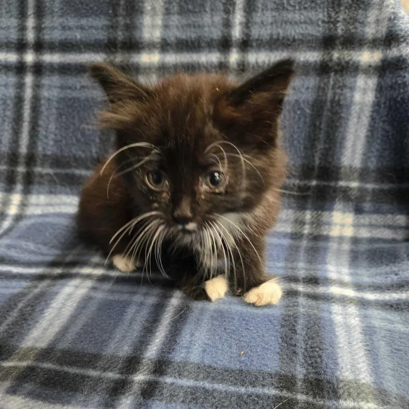 A baby small-sized female Domestic Long Hair cat named Fruity Pebbles for adoption in Spruce Pine, NC
