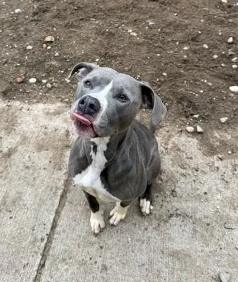 Maya