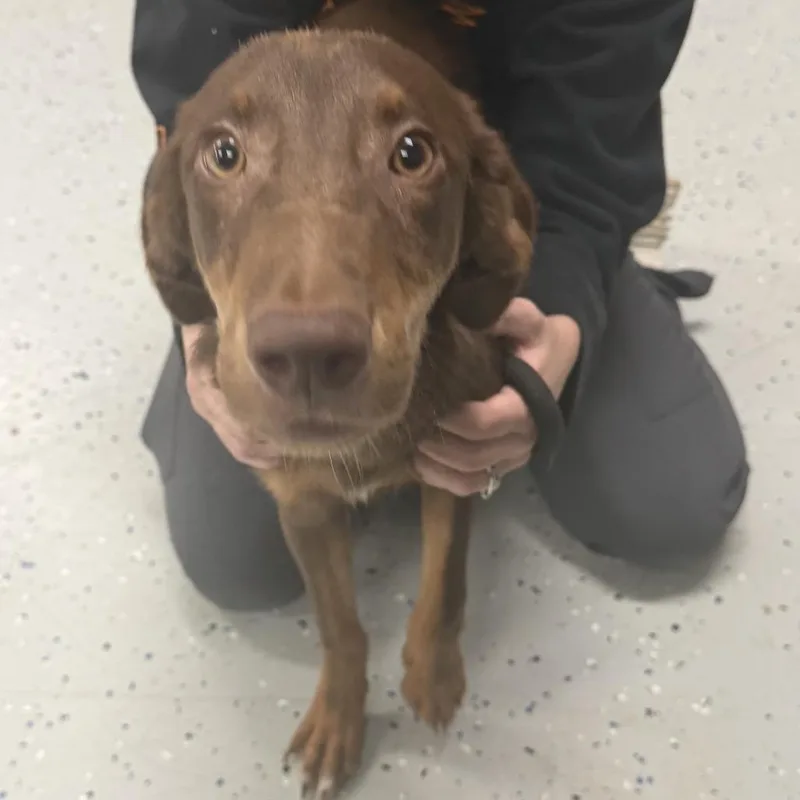 A young small-sized male Brown / Chocolate Doberman Pinscher dog named Koopa Troopa aka D for adoption in Marion, VA