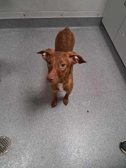 An adult medium-sized female Mixed Breed dog named Sendie for adoption in Sevierville, TN