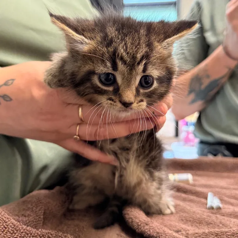 A baby small-sized male Brown / Chocolate Domestic Short Hair cat named Chuck Bass for adoption in Red House, WV
