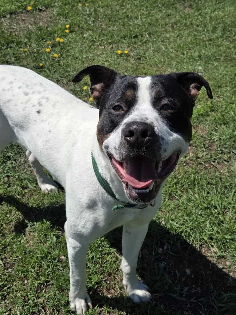 A young large-sized male White / Cream Pit Bull Terrier dog named Brutus for adoption in Park Rapids, MN