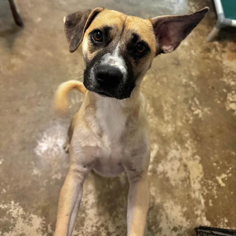 An adult medium-sized male Yellow / Tan / Blond / Fawn Pug dog named Henry for adoption in Brownsboro, AL