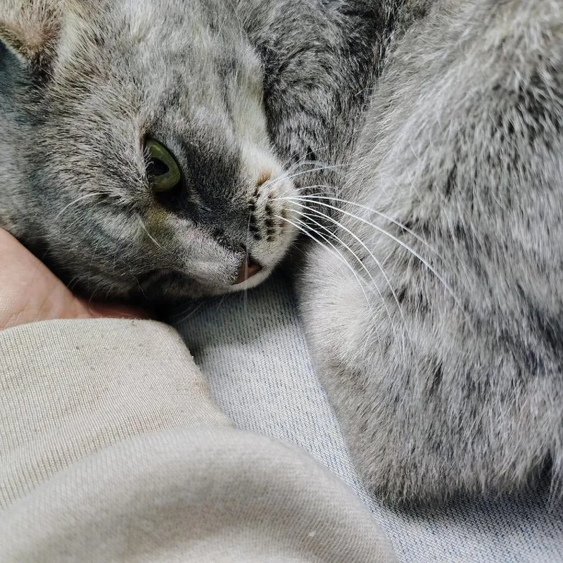 An adult small-sized female Domestic Short Hair cat named Clover for adoption in Springfield, MO