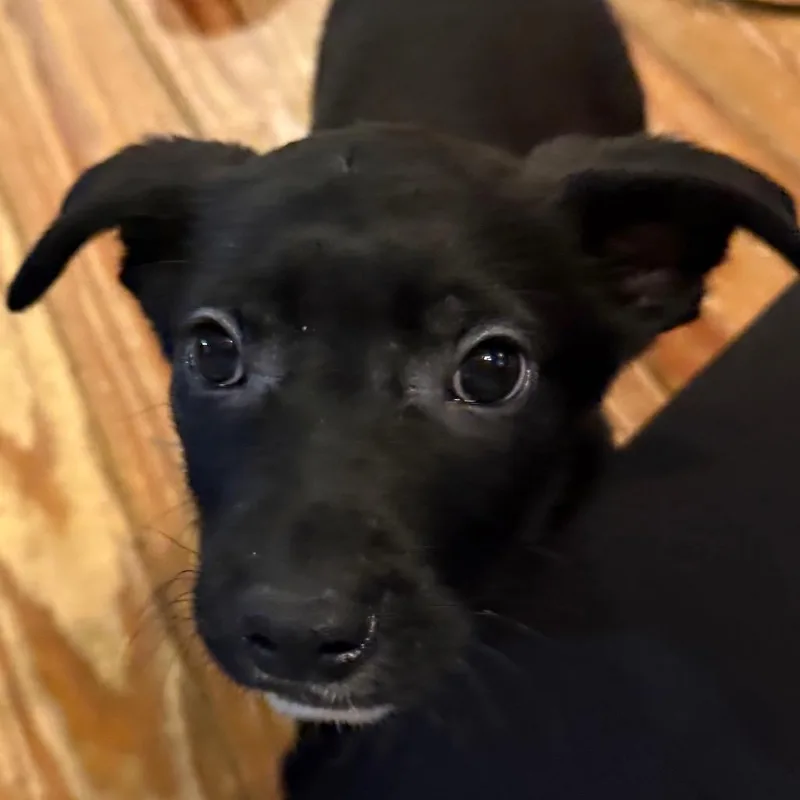 A baby large-sized male Black German Shepherd Dog dog named Ryder for adoption in Fredericksburg, VA