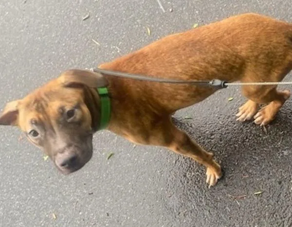 An adult medium-sized female American Staffordshire Terrier dog named Pen  Lily for adoption in Lawrenceville, GA