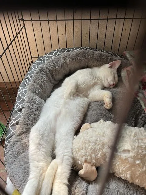 Halo The Special Needs