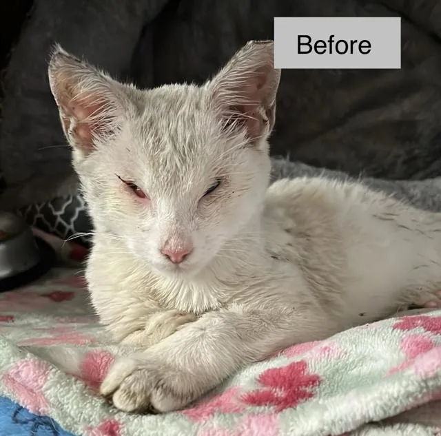 Halo The Special Needs thumbnail 2