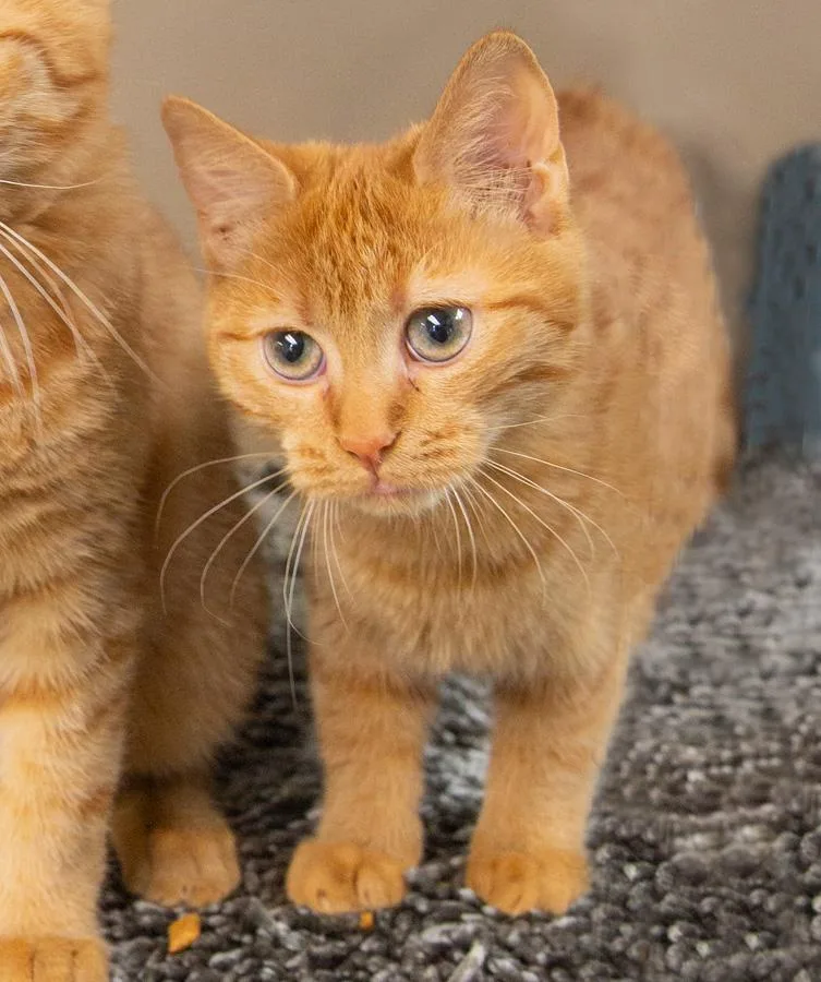A young medium-sized female Tabby (Orange / Red) Domestic Short Hair cat named Brandy for adoption in Elmwood Park, NJ