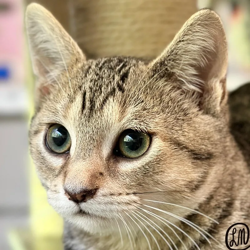 A baby medium-sized male Tabby (Brown / Chocolate) Domestic Short Hair cat named Chip for adoption in Victor, NY