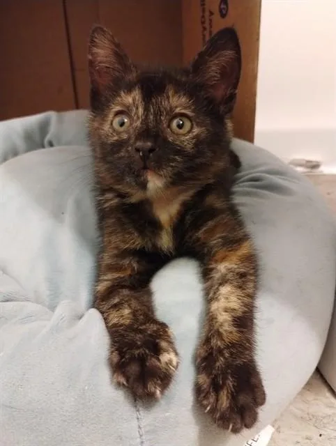 A baby small-sized female Domestic Short Hair cat named Colette for adoption in Louisville, KY