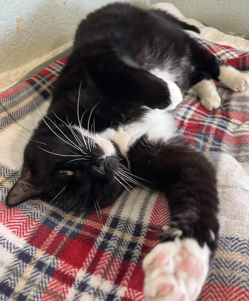 A senior large-sized male Black & White / Tuxedo Domestic Short Hair cat named Boots for adoption in Moline, IL