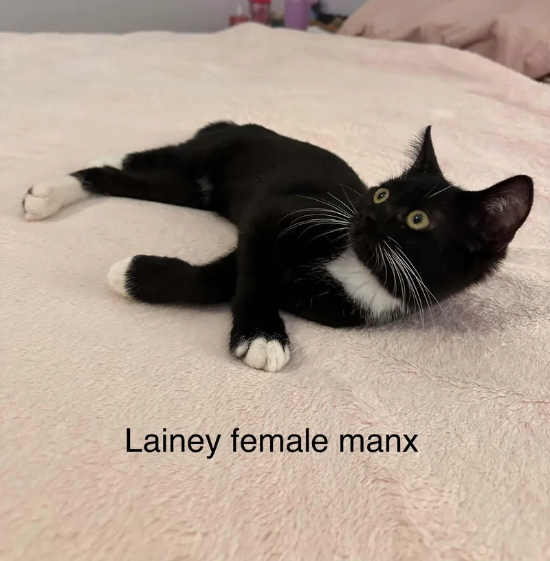 Lainey